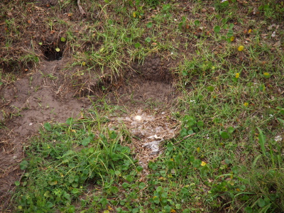 [A partially zoomed out view of the nest showing the greenery on the hillside around the nest. In the nest amid the visible downy feathers sits one brownish-white egg.]